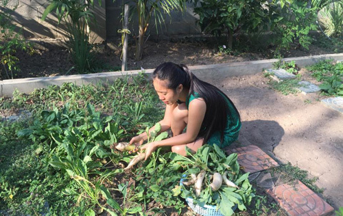  Khu vườn là nguồn thức ăn sạch hàng ngày mà gia đình của nữ diễn viên tự nuôi trồng. (Ảnh: FB Lê Phương) - Tin sao Viet - Tin tuc sao Viet - Scandal sao Viet - Tin tuc cua Sao - Tin cua Sao