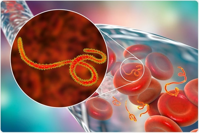  
Virus Ebola khiến người bệnh đối mặt nguy cơ không qua khỏi cao. (Ảnh: Dân Trí)
