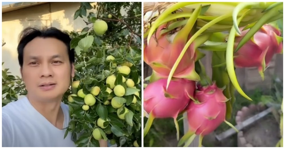  
Khu vườn đa dạng các loại trái cây từ Việt Nam. (Ảnh: Chụp màn hình) - Tin sao Viet - Tin tuc sao Viet - Scandal sao Viet - Tin tuc cua Sao - Tin cua Sao