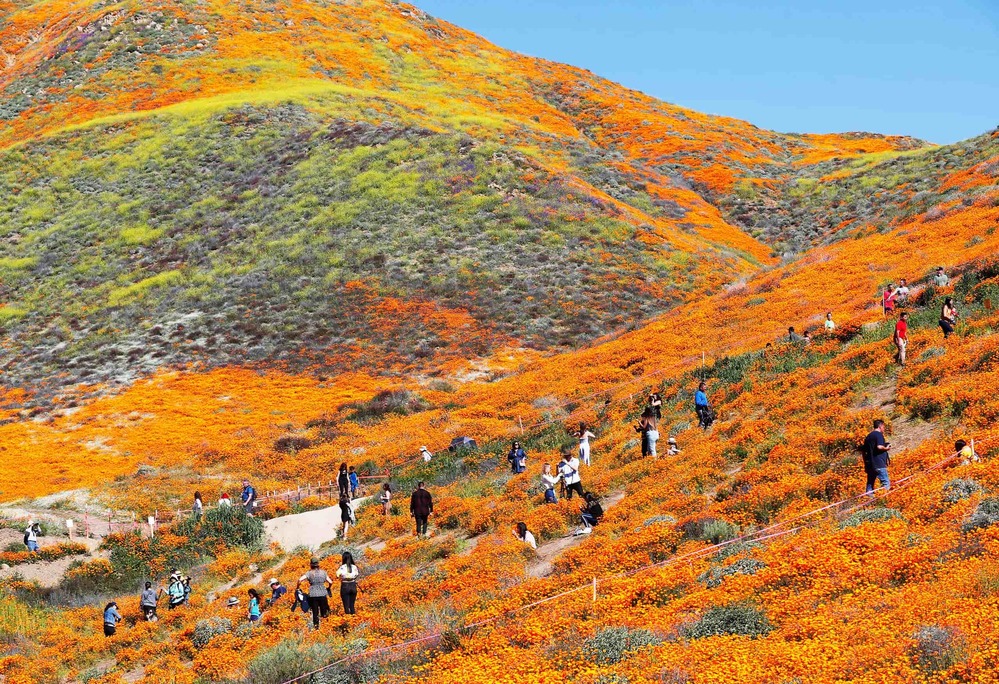 Du khách đổ về chiêm ngưỡng cánh đồng hoa rực rỡ tại sa mạc Anza-Borrego. (Ảnh: USA Today)