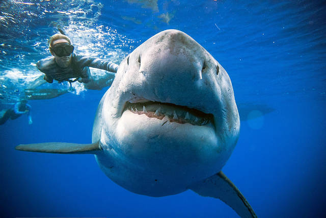  
Theo fanpage, trung bình mỗi năm tại Hawaii xảy ra 12 vụ cá mập gây sự cố cho con người. (Ảnh minh họa: Fox News)