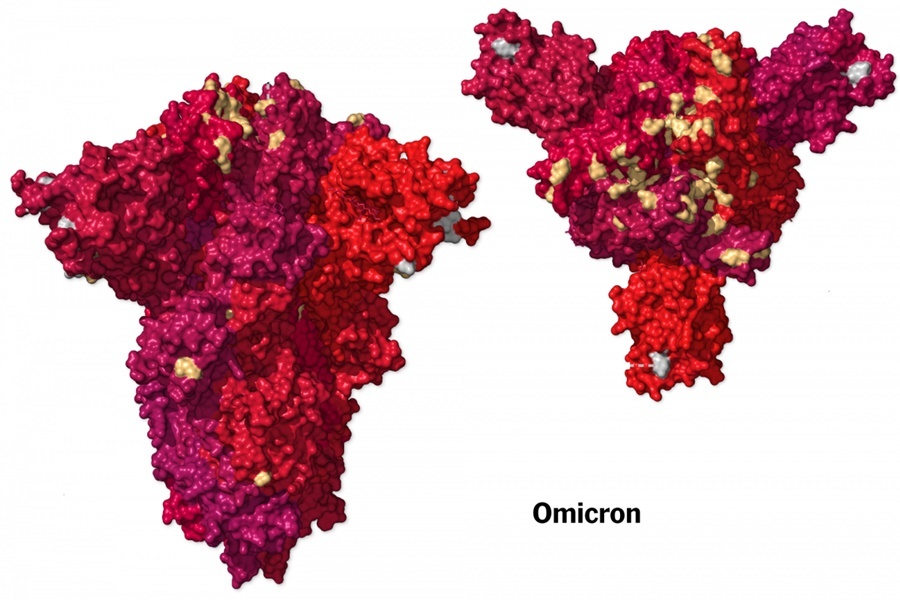  
Omicron được xác định là mang rất nhiều đột biến. (Ảnh: AFP)