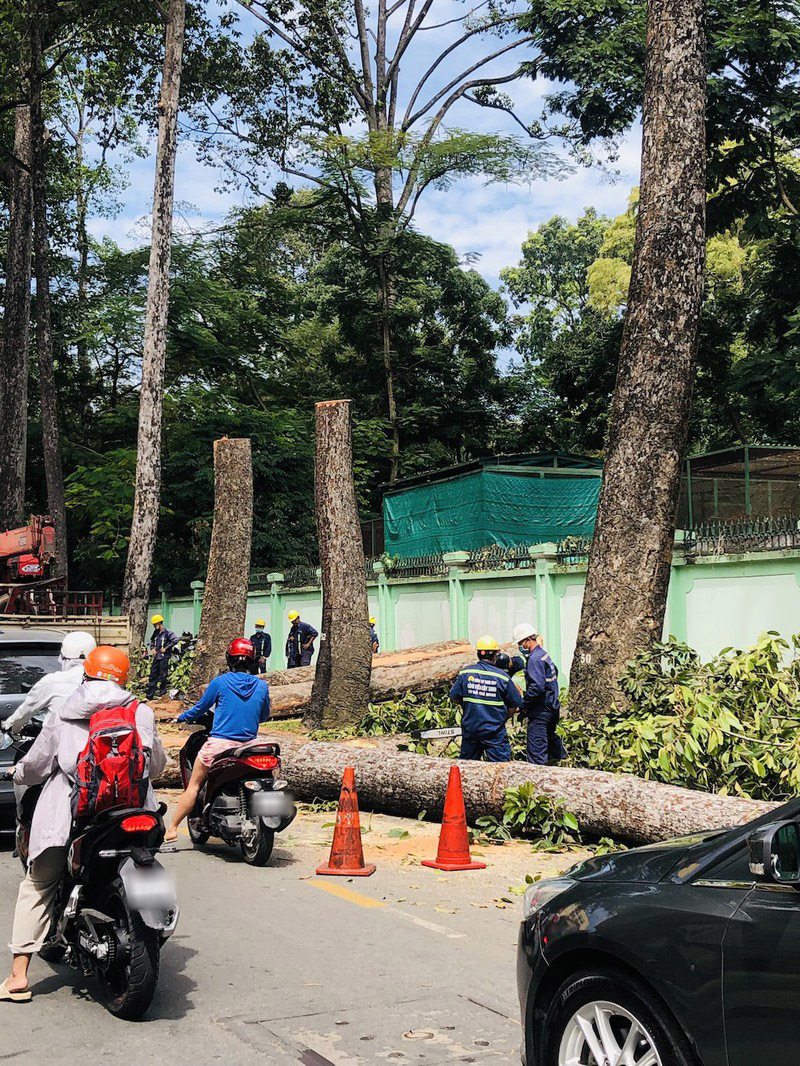  
Một số cây trên đường Nguyễn Bỉnh Khiêm đang được xử lý. (Ảnh: Pháp Luật TP.HCM)