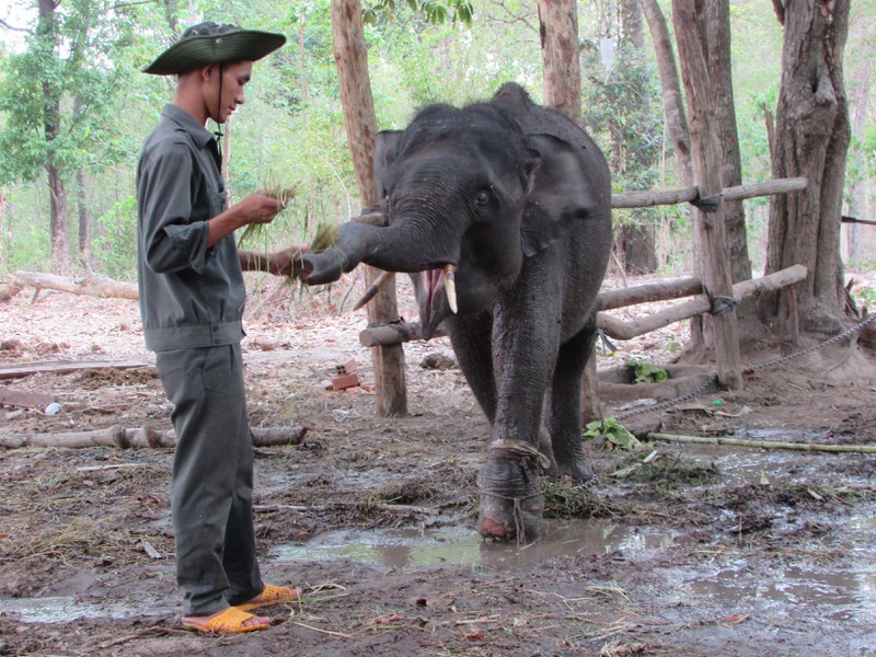  
Đắk Lắk tăng cường các biện pháp bảo tồn voi. (Ảnh: Báo Pháp Luật Việt Nam)