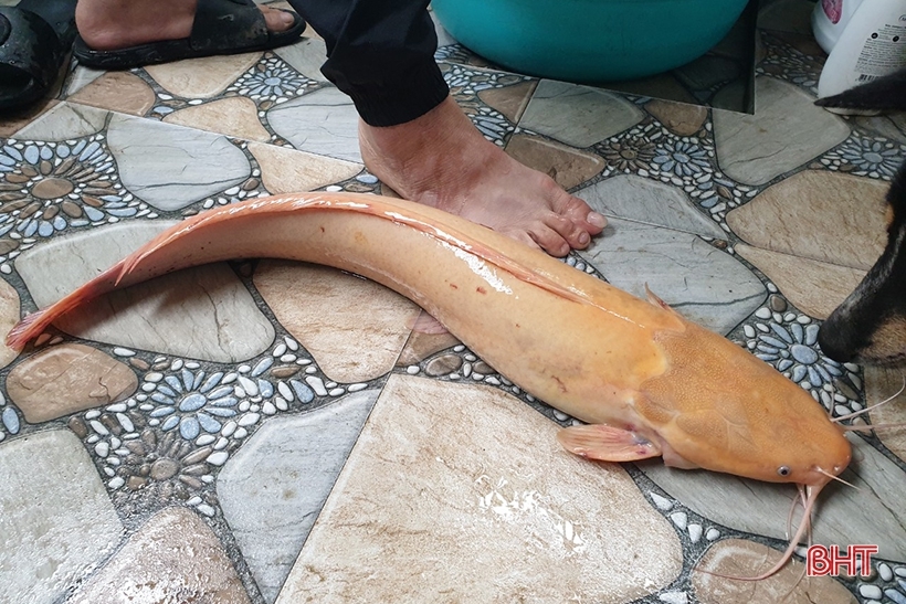 
Con cá anh A. bắt được dài khoảng 80cm. (Ảnh: Pháp luật và Bạn đọc)