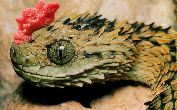  The expert confirmed that "snake with crest" is not real. (Photo: Pinterest)