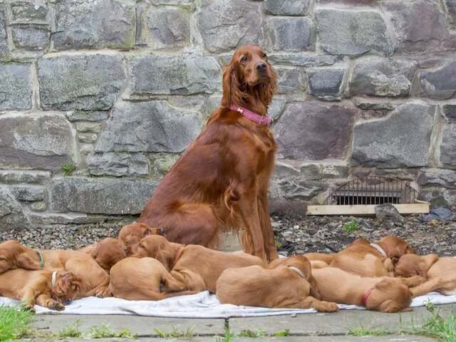  
Mẹ chó Bobby suýt phá kỷ lục vì sinh 15 bé con. (Ảnh: Toutiao)