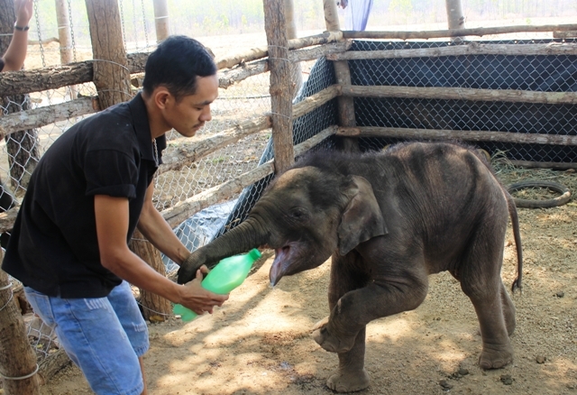  
Người nuôi, chăm sóc voi cũng sẽ nhận được nhiều sự hỗ trợ từ địa phương. (Ảnh: Báo Đắk Lắk)