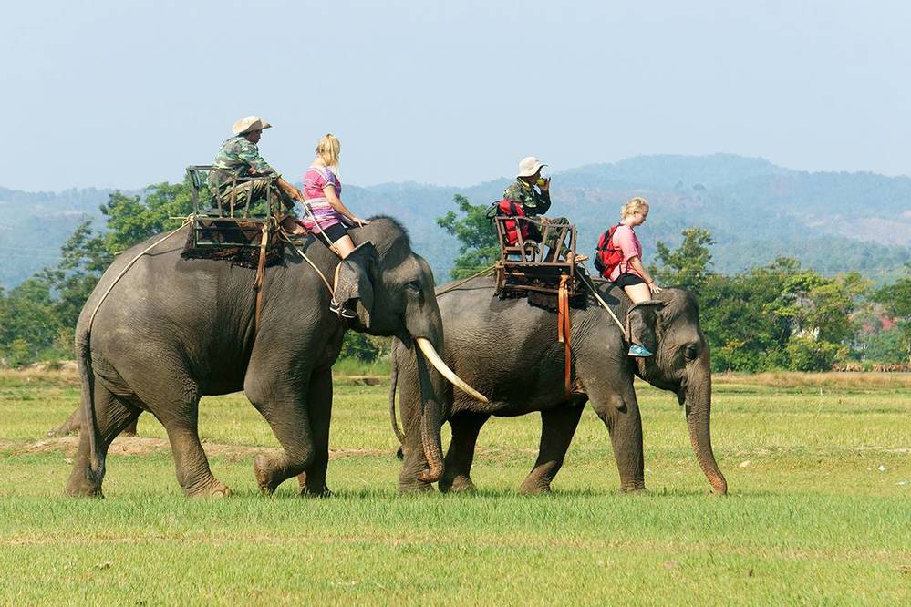  
Từ nay, Đắk Lắk sẽ không còn loại hình du lịch cưỡi voi. (Ảnh: Top Ten Travel)