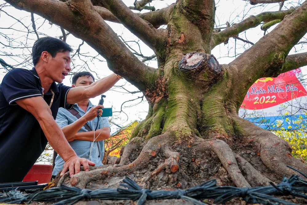  
Vốn có thế độc lạ nên vừa trưng bày trên chợ, mai 7 tỷ đã thu hút sự chú ý của đông người. (Ảnh: Thanh Niên)