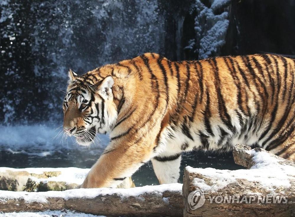 Linh vật hổ tết là biểu tượng may mắn mang lại điềm lành cho năm mới. Hình ảnh con hổ mạnh mẽ, dũng cảm có ý nghĩa vô cùng đặc biệt trong văn hoá phương Đông. Hãy cùng xem hình ảnh linh vật hổ tết để tạo niềm tin và sức mạnh cho một năm mới thật tràn đầy năng lượng.