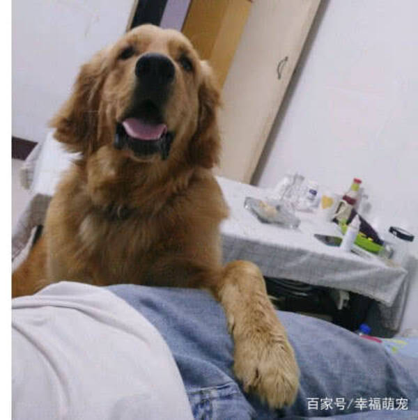  Anh chủ dở khóc dở cười khi nó tự thay đổi kế hoạch đi "vi hành". (Ảnh: Sohu)