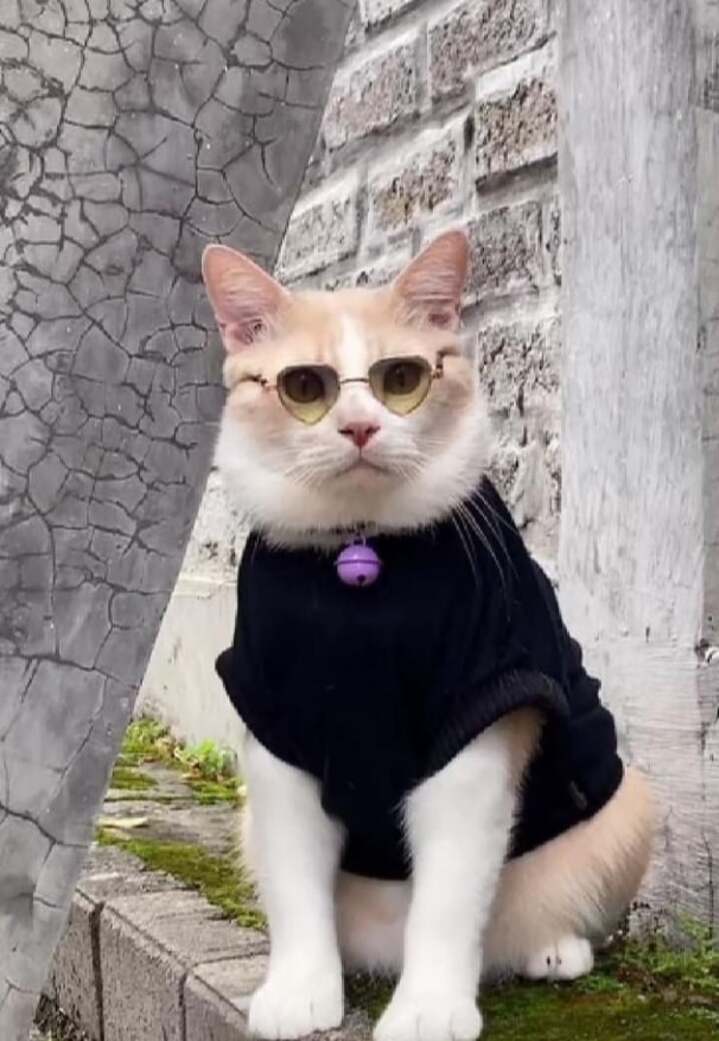  Chú mèo có phong cách thời trang cùng thần thái cũng rất gì là này nọ. (Ảnh: Instagram @lxx_pororo)