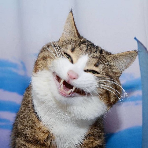 Chú mèo meme: Từ internet cho tới thế giới ảo, Chú mèo meme đã trở thành một trong những biểu tượng gắn liền với thế giới trực tuyến. Xem hình ảnh của nó sẽ làm cho bạn cười đến té ghế và xả stress.