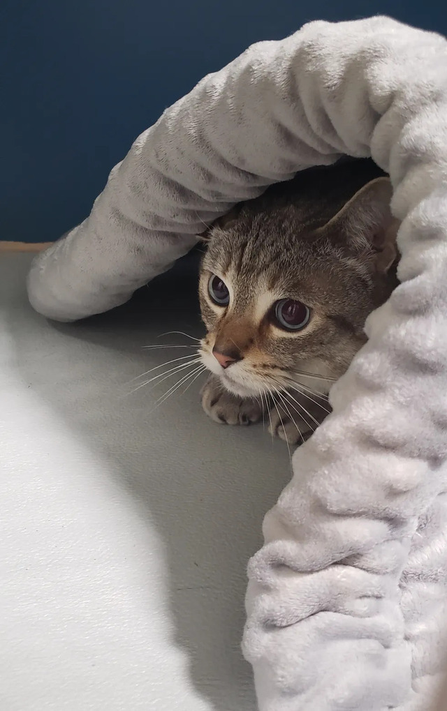  When he met Alex, Tommy also buried himself under the blanket to hide.  (Photo: Love Meow)