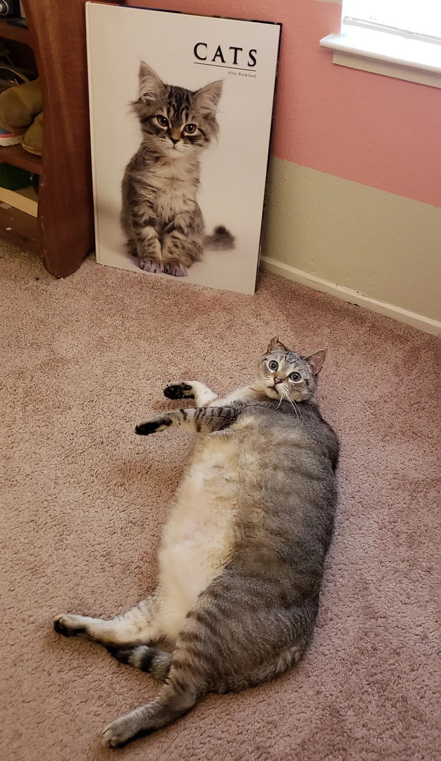  The guy shocked people with his weight.  (Photo: Love Meow)