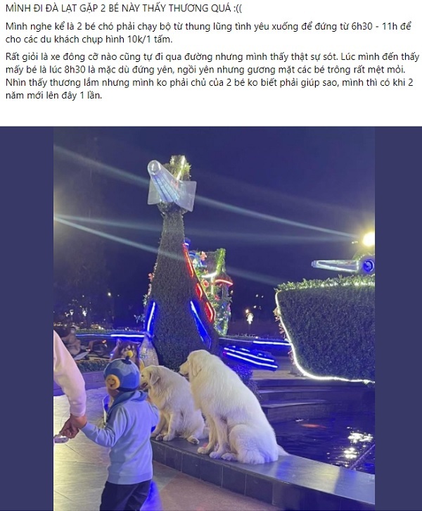  Bài chia sẻ của khách du lịch về hai chú chó (Ảnh chụp màn hình FB)