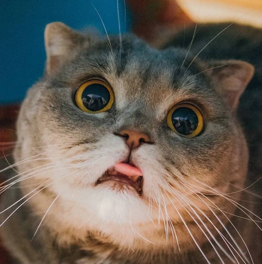 Tổng hợp 1000+ ảnh mèo cute lè lưỡi với nhiều biểu cảm khác nhau