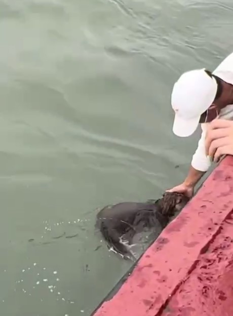  
Chú chó đã được một du khách cứu lên thuyền. (Ảnh: TikTok thoangau90)