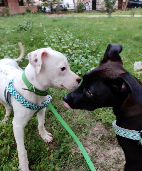   
Hai chú chó thường xuyên chơi đùa cùng nhau. (Ảnh: Caters News Agency)