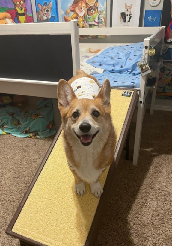  
Jojo rất thích căn phòng của mình đấy. (Ảnh: supercorgi_jojo)