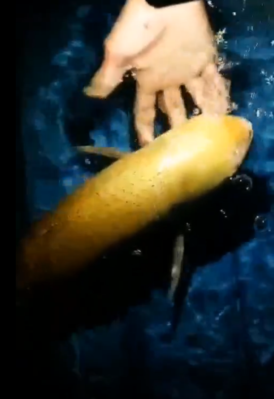  Con cá trắm có thân lưng vàng lấp lánh kim tuyến. (Ảnh: Chụp màn hình Thanh Niên)