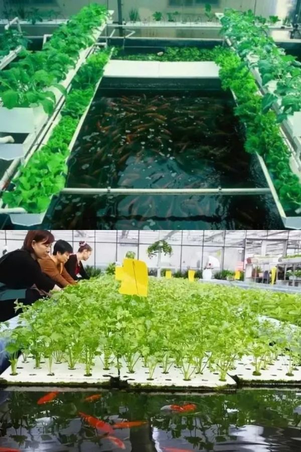  
Mô hình "aquaponics" ở nông trại của anh Lưu Vĩnh Quân. (Ảnh: Baidu)