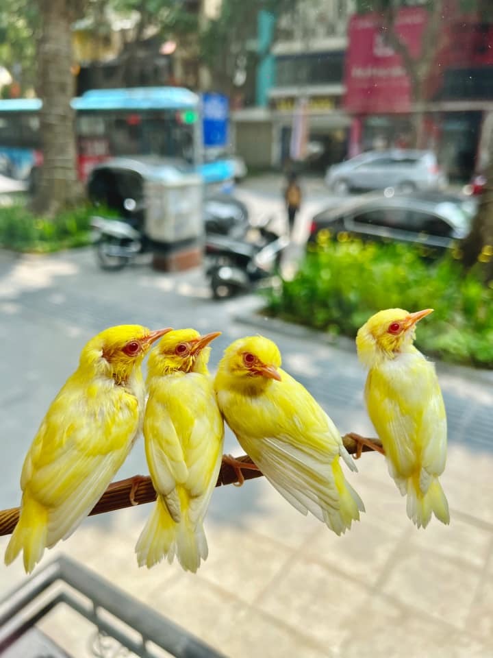 Những con chim kỳ lạ giá hàng nghìn đôla của dân chơi Việt - VnExpress