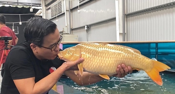 Doanh nhân Thắng Ngô hôn môi chú cá Koi của mình (Ảnh: VNN) Doanh nhân Thắng Ngô hôn môi chú cá Koi của mình (Ảnh: VNN) - Tin sao Viet - Tin tuc sao Viet - Scandal sao Viet - Tin tuc cua Sao - Tin cua Sao
