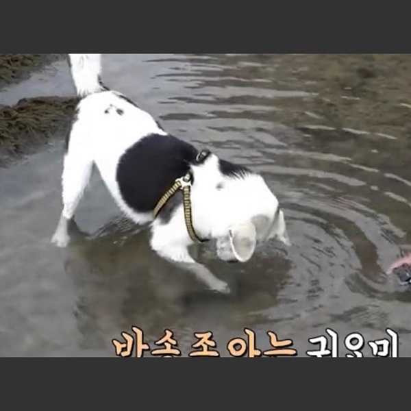  
Chú chó với đam mê được đằm mình xuống nước biển tìm hải sâm mỗi ngày. (Ảnh @gewgsay)