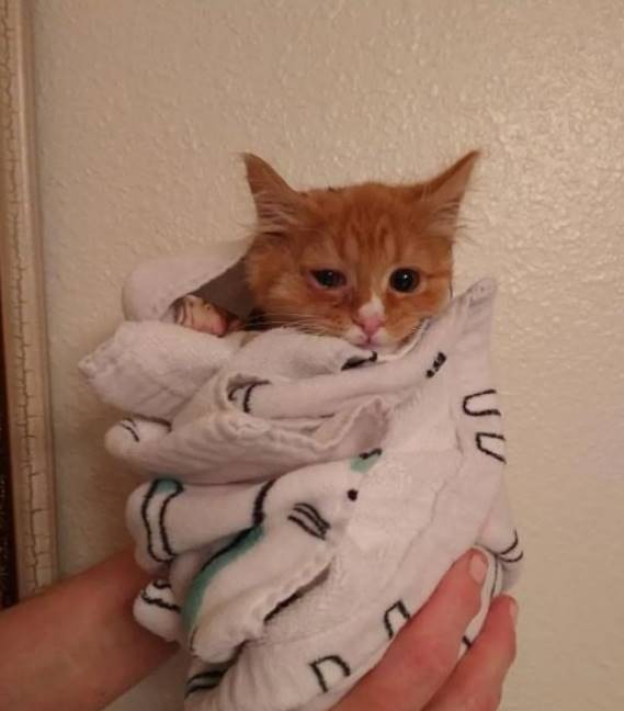  
Chú mèo cảm thấy an tâm hơn khi được quấn chiếc khăn mềm mại, ấm áp. (Ảnh: lovemeow)