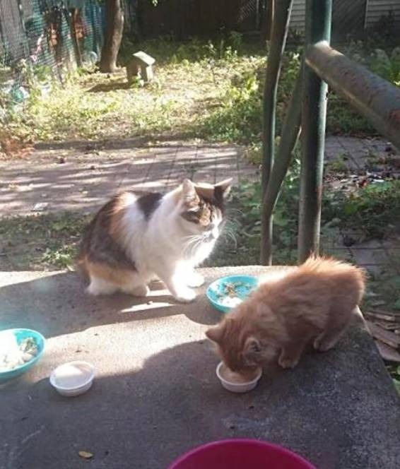  
Một con mèo hoang mang một con mèo con màu cam đến sân sau của một ngôi nhà ở Bronx, New York để kiếm thức ăn. (Ảnh: lovemeow)