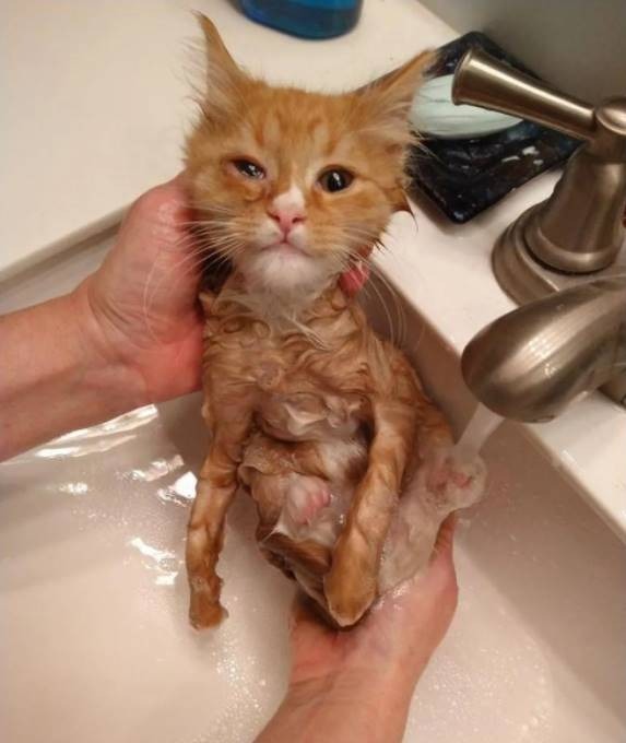  
Bé mèo được tắm rửa sạch sẽ với sữa tắm và điều trị con mắt bị đau. (Ảnh: lovemeow)