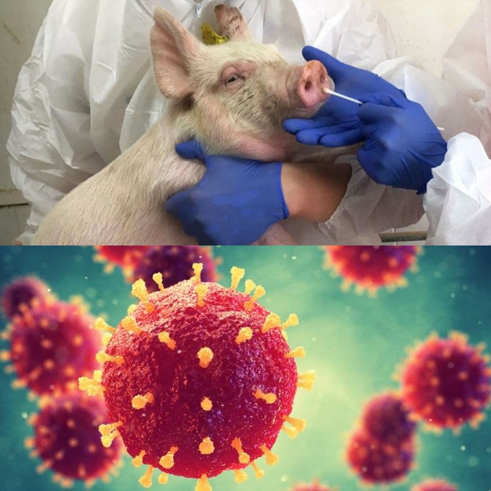  
Mô phỏng virus cytomegalo ở lợn. (Ảnh: AFP)