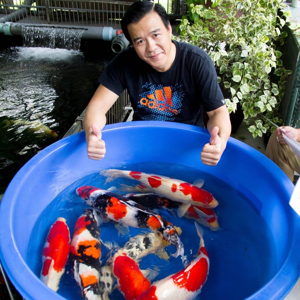  Ngoài bán cá trưng bày sẵn, trang trại của "vua cá Koi" còn nhận nhiều đơn đặt hàng có giá cả triệu USD. (Ảnh: FB Thang Ngo)