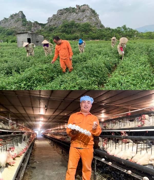  
Đây là mô hình nuôi gà còn khá mới lạ ở Việt Nam. (Ảnh: nongthonmoihanoi)