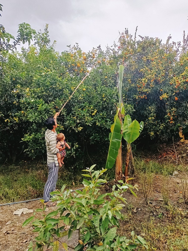  Khu vườn nhà rất nhiều cây trái giúp gia đình tiết kiệm được rất nhiều chi phí sinh hoạt. (Ảnh: FB Lương Thanh Đức)