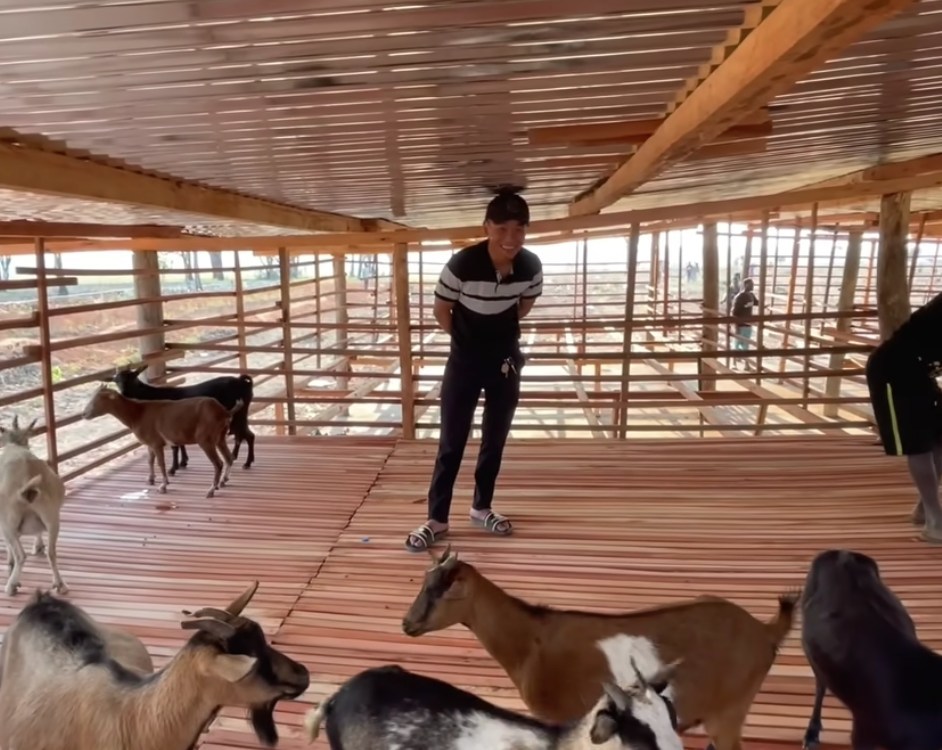 Những chú dê đầu tiên trong trang trại của Quang Linh Vlogs. (Ảnh: YouTube Quang Linh Vlogs - Cuộc Sống ở Châu Phi) 