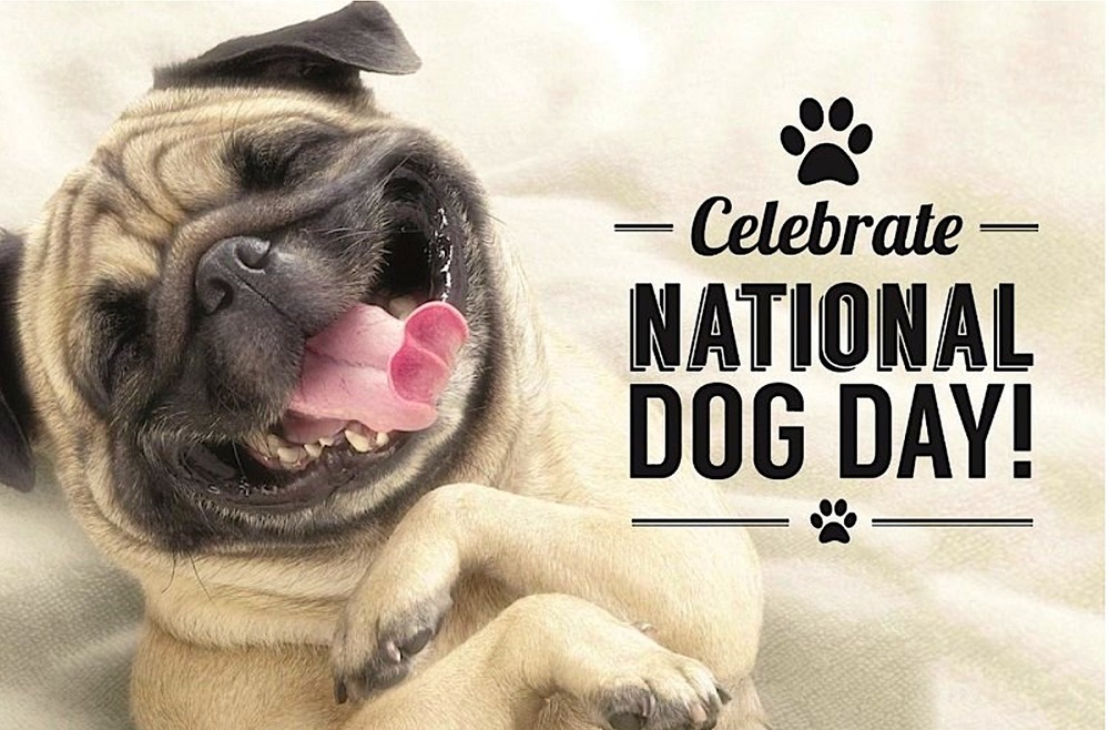 International Dog Day là gì? Ý nghĩa của Ngày Quốc tế dành cho Chó