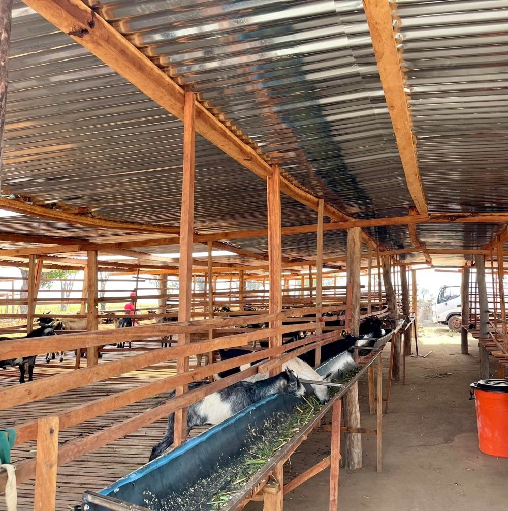  
Chuồng dê cũng có những dấu hiệu phát triển khả quan. (Ảnh: YouTube Quang Linh Vlogs - Cuộc Sống ở Châu Phi)