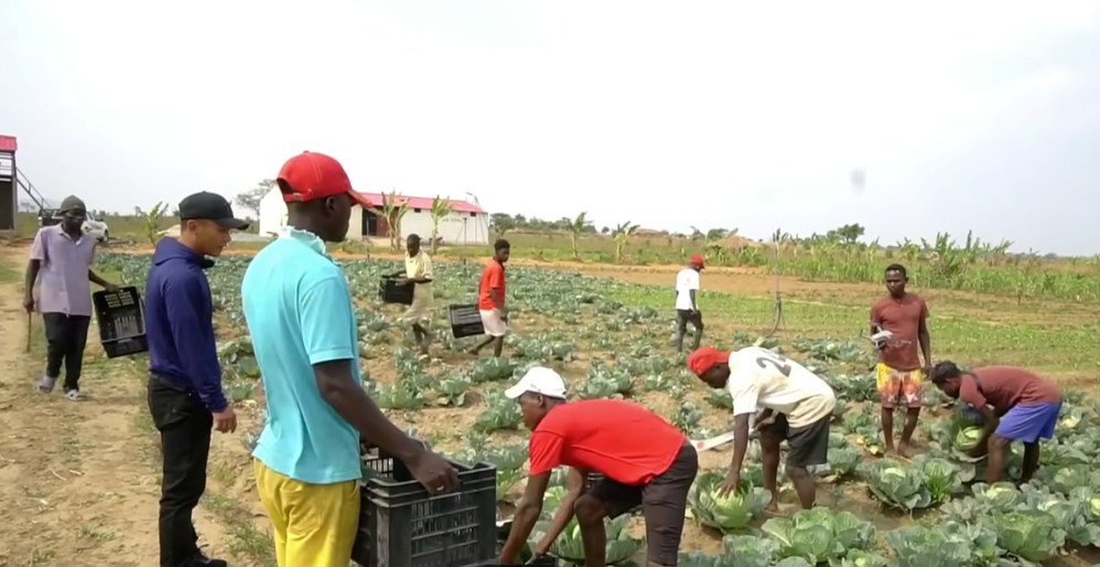  
Bắp cải cũng phát triển rất tốt. (Ảnh: YouTube Quang Linh Vlogs - Cuộc Sống ở Châu Phi)