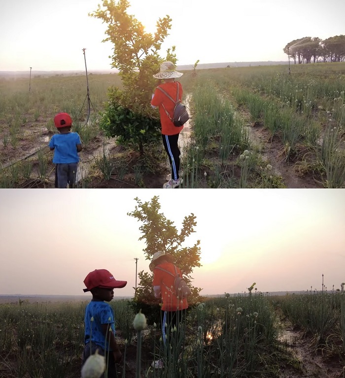  
Đức Nhân đang hái lá chanh để về nấu ăn cho team Quang Linh. (Ảnh: Cắt từ YouTube Vợ Chồng Nhà Nhân - JP And FAMILY Cuộc Sống Ở Nhật)