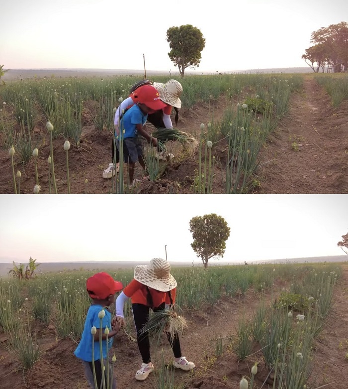  
Lôi Con giúp Đức Nhân thu hoạch hành lá. (Ảnh: Cắt từ YouTube Vợ Chồng Nhà Nhân - JP And FAMILY Cuộc Sống Ở Nhật)