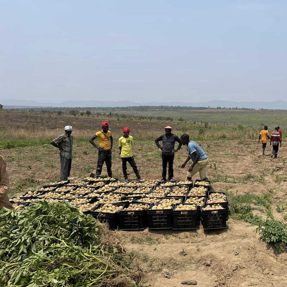  
Mới đây, anh chàng đã thu hoạch được số lượng khoai cực lớn. (Ảnh: YouTube Quang Linh Vlogs - Cuộc Sống ở Châu Phi)