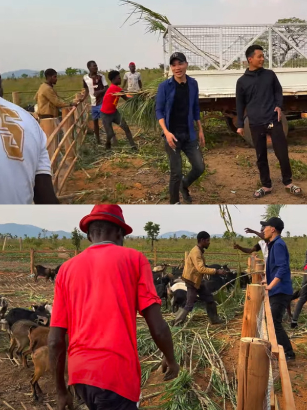  Nam YouTuber nhận 2 xe tải cỏ từ bác trưởng thôn để làm thức ăn cho dê. (Ảnh: Chụp màn hình YouTube Quang Dũng Vlogs - Cuộc Sống ở Châu Phi)