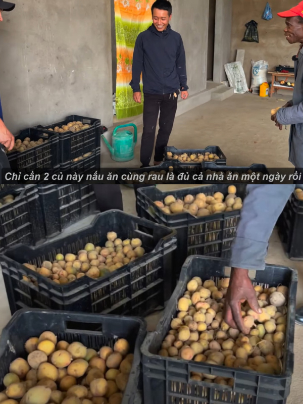  Đổi lại, bác nhận được cả chục khay khoai tây giống. (Ảnh: Chụp màn hình YouTube Quang Dũng Vlogs - Cuộc Sống ở Châu Phi)