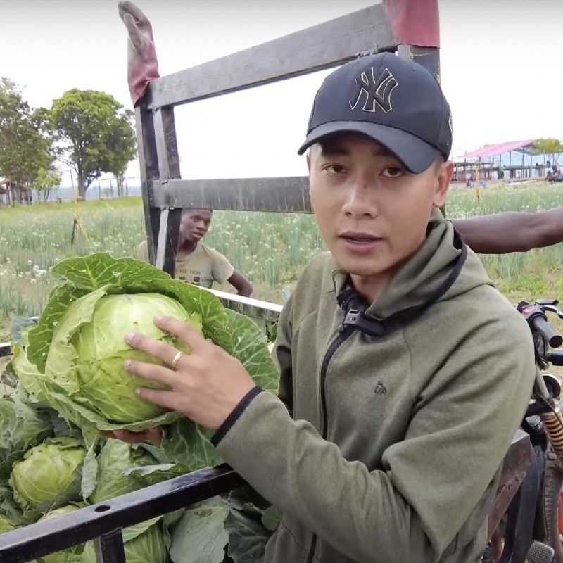  
Bắp cải tại nông trại của Quang Linh được nhiều người dân ưa chuộng. (Ảnh: YouTube Quang Linh Vlogs - Cuộc sống ở Châu Phi)