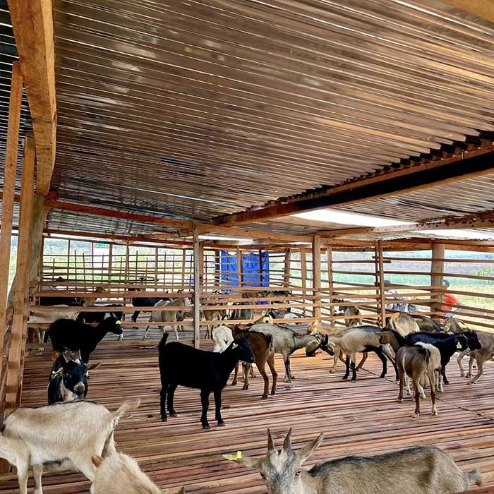 Một góc chuồng dê của Quang Linh tại trang trại. (Ảnh: FB Quang Linh Vlogs)