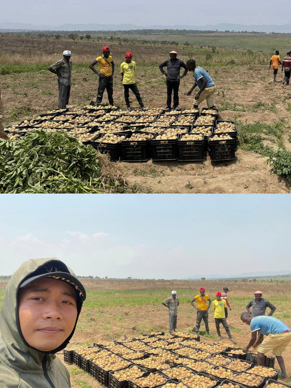  Quang Linh thu hoạch khoai tây tại trang trại ở châu Phi. (Ảnh: Chụp màn hình YouTube Quang Linh Vlogs - Cuộc Sống ở châu Phi)