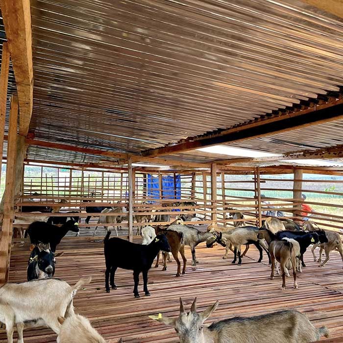 Quang Linh khoe cảnh trang trại đẹp như tranh sau khi dùng máy cày